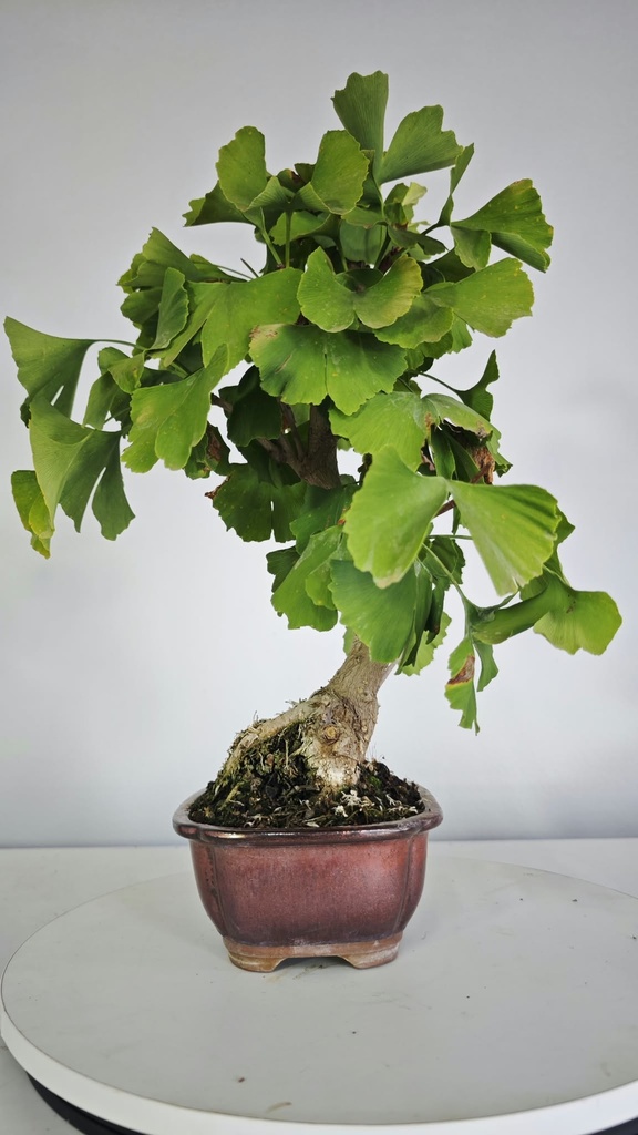 *GI 5. Ginkgo biloba 120 euros con envio gratis peninsula.