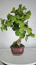 *GI 5. Ginkgo biloba 120 euros con envio gratis peninsula.