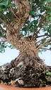 Quercus suber