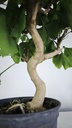 *GI 25 Ginkgo 70 euros con envio gratis peninsula.