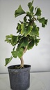 *GI 25 Ginkgo 70 euros con envio gratis peninsula.