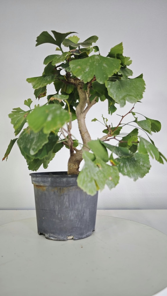 *GI 26 Ginkgo 70 euros con envio gratis peninsula.