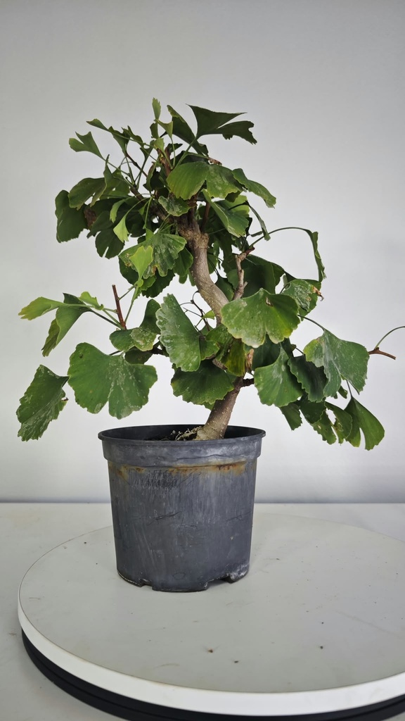 *GI 26 Ginkgo 70 euros con envio gratis peninsula.