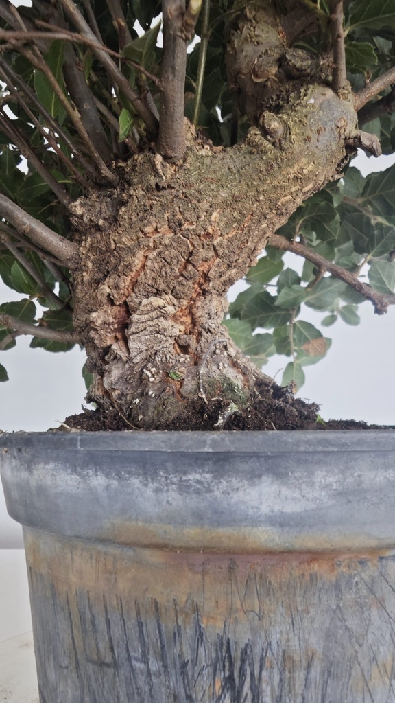* Q 1 Quercus suber 95 euros con envio gratis peninsula.
