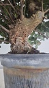 * Q 1 Quercus suber 95 euros con envio gratis peninsula.