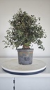 * Q 1 Quercus suber 95 euros con envio gratis peninsula.