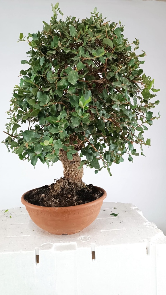 0  Quercus suber, 220 euros