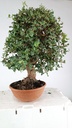0  Quercus suber, 220 euros