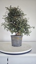 * Q 1 Quercus suber 95 euros con envio gratis peninsula.