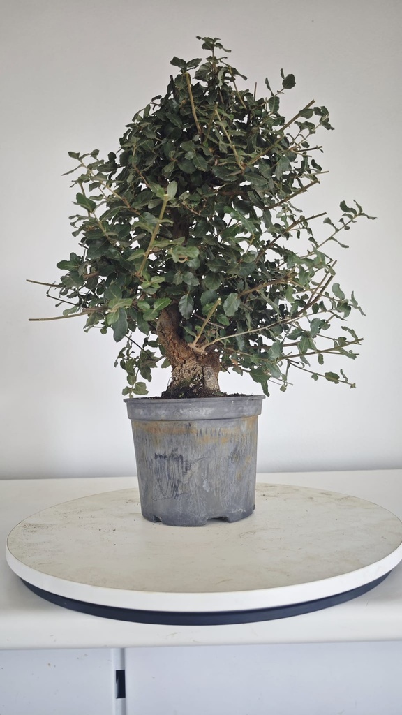 * Q 1 Quercus suber 95 euros con envio gratis peninsula.