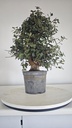 * Q 1 Quercus suber 95 euros con envio gratis peninsula.