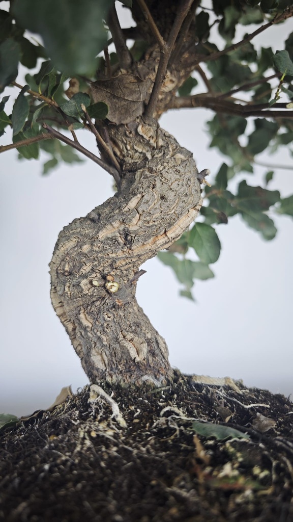 * Q 2 Quercus suber 95 euros con envio gratis peninsula.