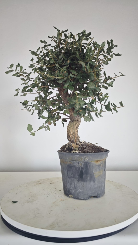 * Q 2 Quercus suber 95 euros con envio gratis peninsula.