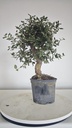 * Q 2 Quercus suber 95 euros con envio gratis peninsula.