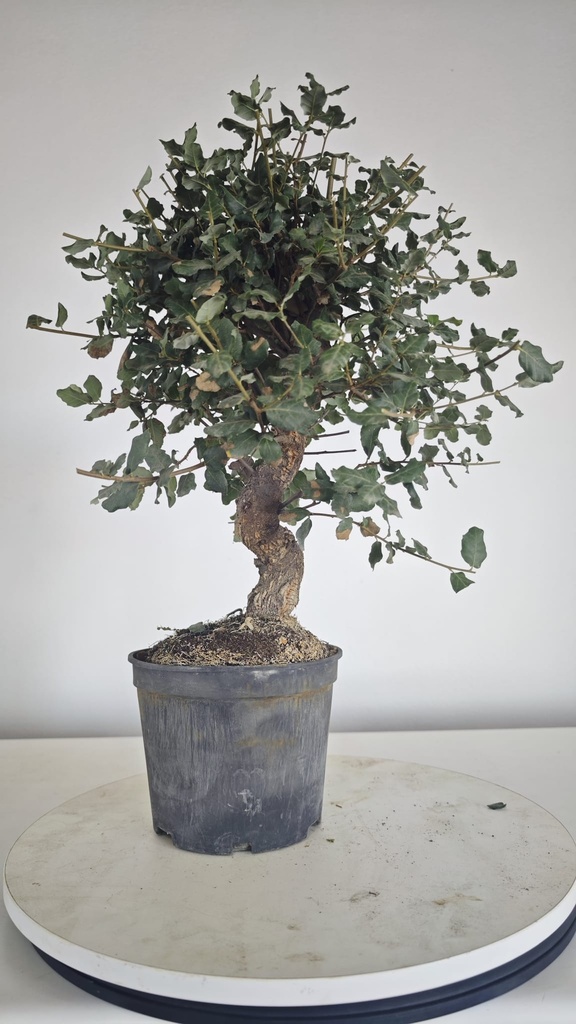 * Q 2 Quercus suber 95 euros con envio gratis peninsula.