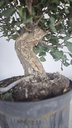 * Q 3 Quercus suber 95 euros con envio gratis peninsula.