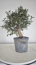* Q 3 Quercus suber 95 euros con envio gratis peninsula.