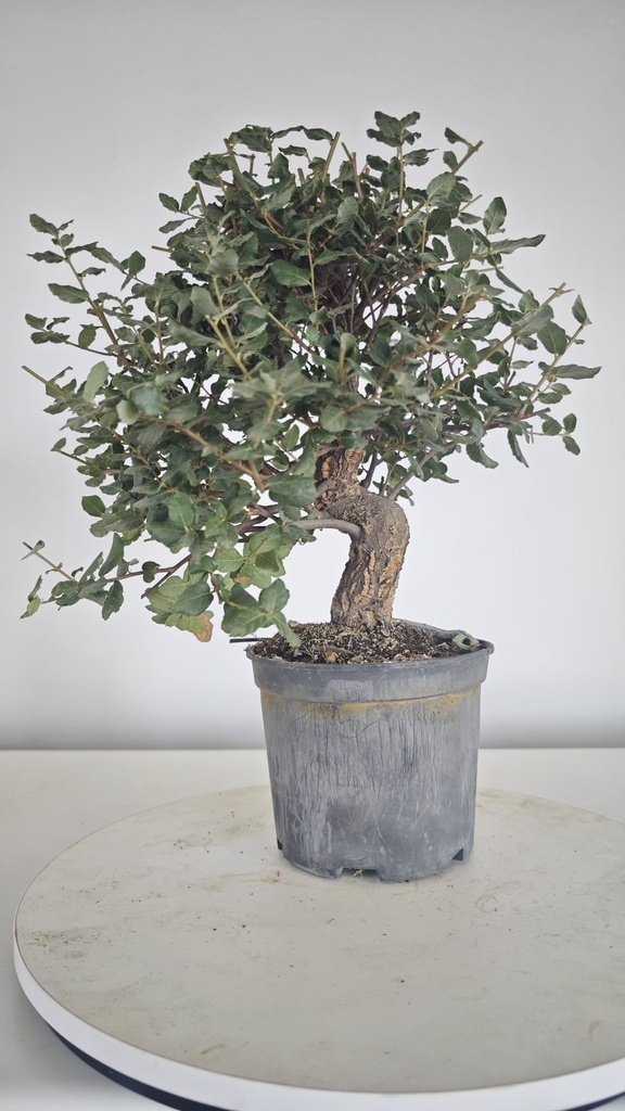 * Q 3 Quercus suber 95 euros con envio gratis peninsula.