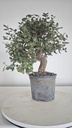 * Q 3 Quercus suber 95 euros con envio gratis peninsula.