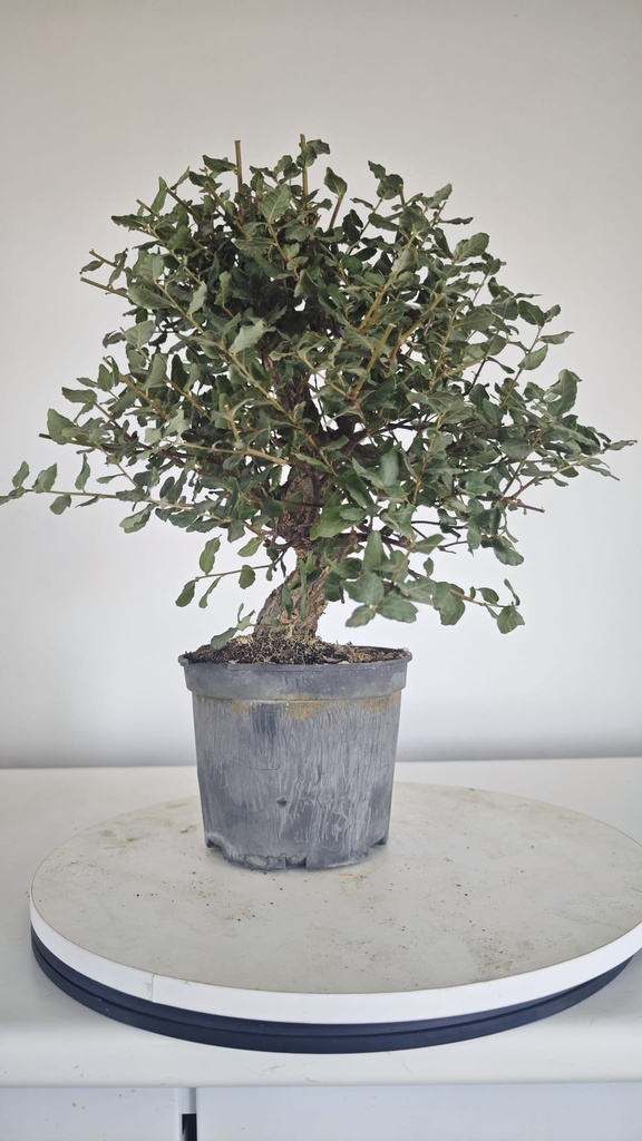 * Q 3 Quercus suber 95 euros con envio gratis peninsula.