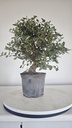* Q 3 Quercus suber 95 euros con envio gratis peninsula.