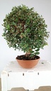 0  Quercus suber, 220 euros