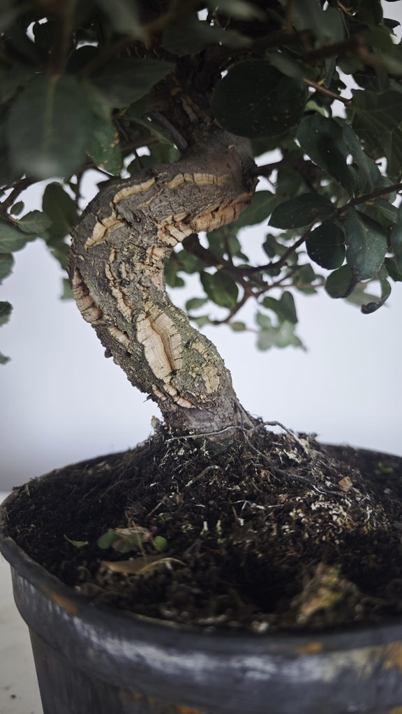 * Q 4 Quercus suber 95 euros con envio gratis peninsula.