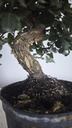 * Q 4 Quercus suber 95 euros con envio gratis peninsula.
