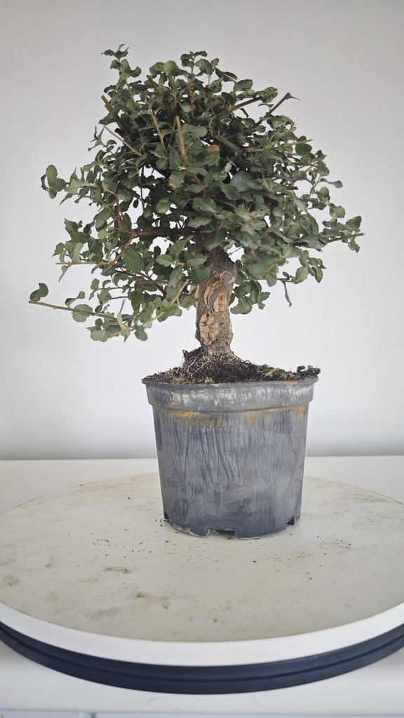 * Q 4 Quercus suber 95 euros con envio gratis peninsula.