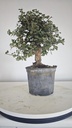* Q 4 Quercus suber 95 euros con envio gratis peninsula.