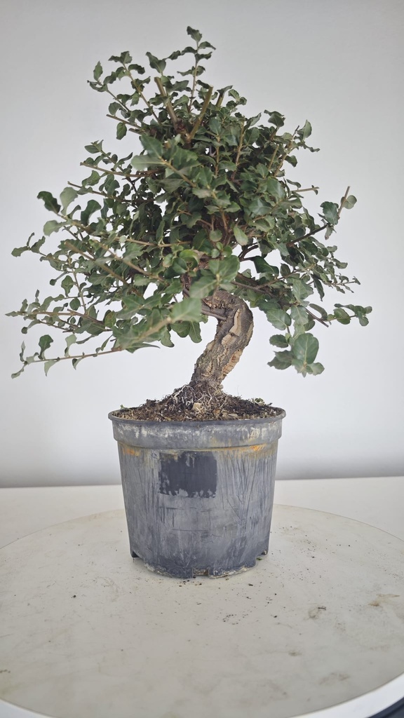 * Q 4 Quercus suber 95 euros con envio gratis peninsula.