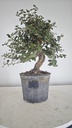 * Q 4 Quercus suber 95 euros con envio gratis peninsula.