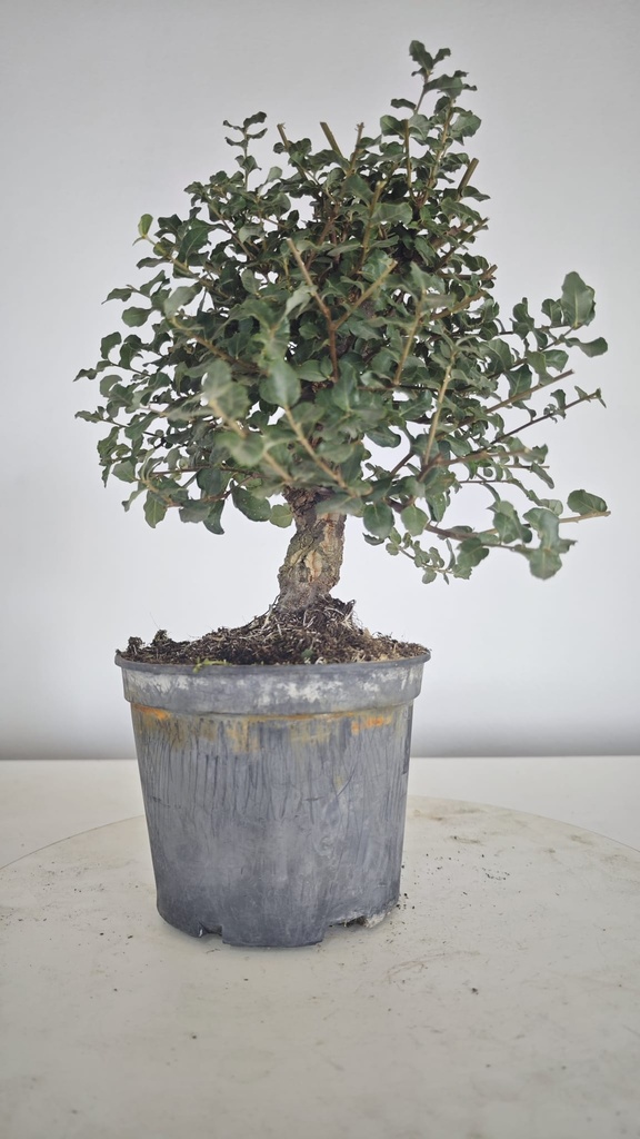 * Q 4 Quercus suber 95 euros con envio gratis peninsula.