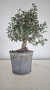 * Q 4 Quercus suber 95 euros con envio gratis peninsula.