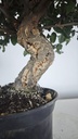 * Q 5 Quercus suber 95 euros con envio gratis peninsula.