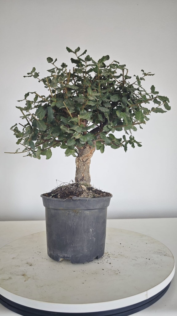 * Q 5 Quercus suber 95 euros con envio gratis peninsula.