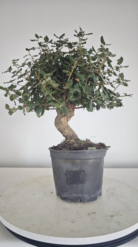 * Q 5 Quercus suber 95 euros con envio gratis peninsula.