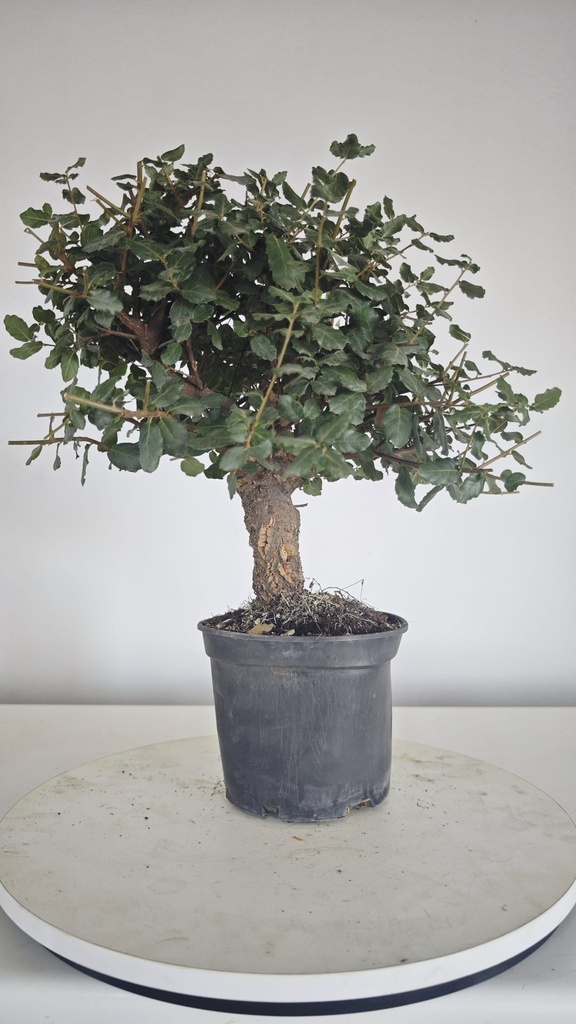* Q 5 Quercus suber 95 euros con envio gratis peninsula.