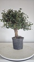 * Q 5 Quercus suber 95 euros con envio gratis peninsula.