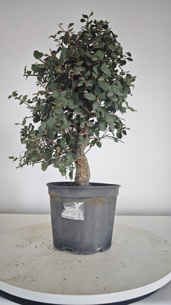 * Q 6 Quercus suber 95 euros con envio gratis peninsula.