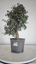 * Q 6 Quercus suber 95 euros con envio gratis peninsula.