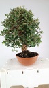 0  Quercus suber, 220 euros