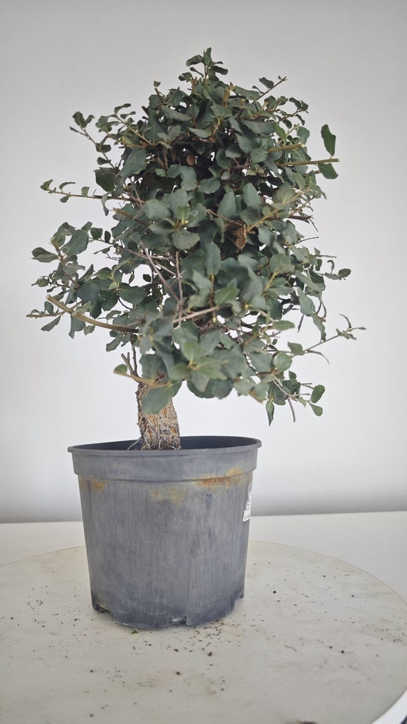 * Q 6 Quercus suber 95 euros con envio gratis peninsula.