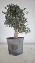 * Q 6 Quercus suber 95 euros con envio gratis peninsula.