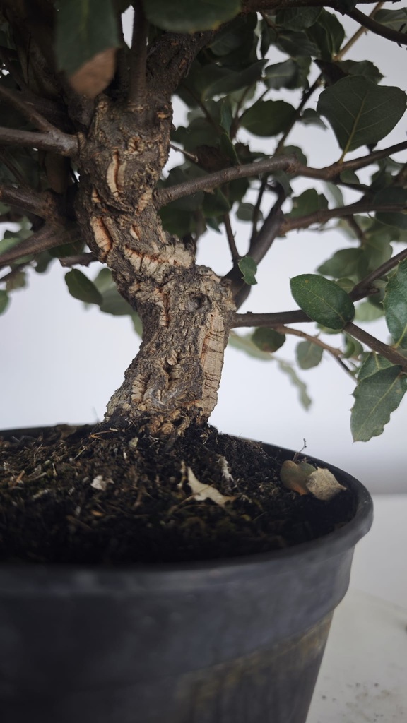 * Q 7 Quercus suber 95 euros con envio gratis peninsula.