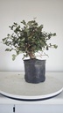 * Q 7 Quercus suber 95 euros con envio gratis peninsula.