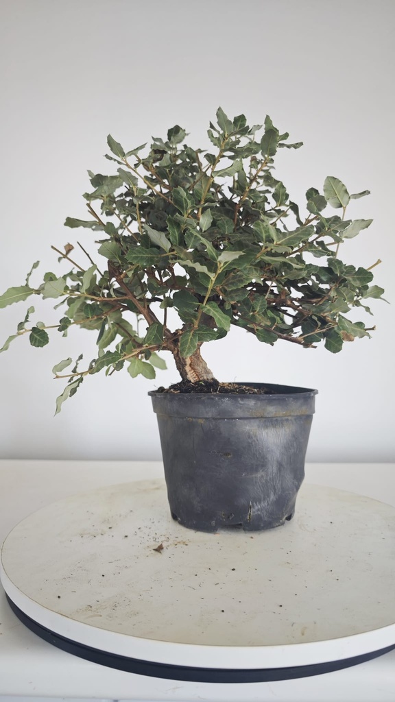 * Q 7 Quercus suber 95 euros con envio gratis peninsula.