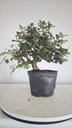 * Q 7 Quercus suber 95 euros con envio gratis peninsula.