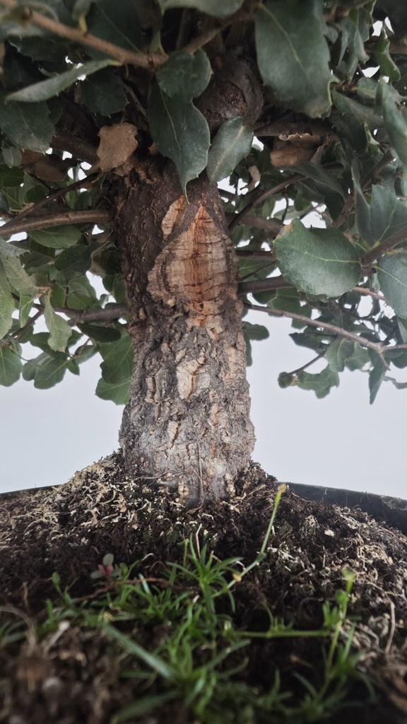 * Q 8 Quercus suber 95 euros con envio gratis peninsula.