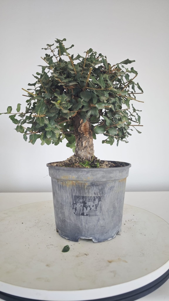 * Q 8 Quercus suber 95 euros con envio gratis peninsula.